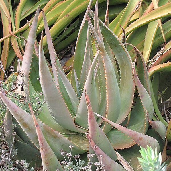 aloe