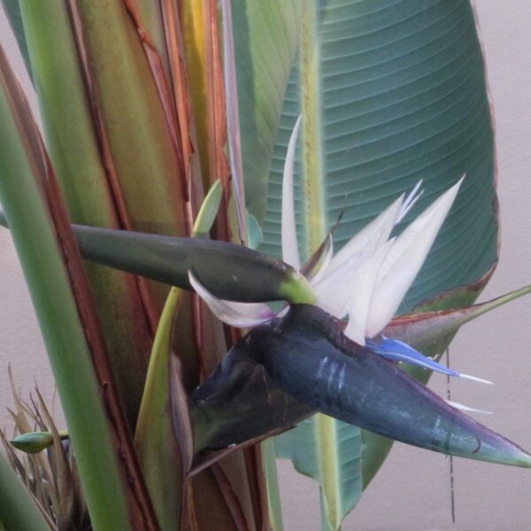 White Bird Of Paradise