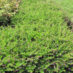 False Heather Shrub | Calloway's Nursery