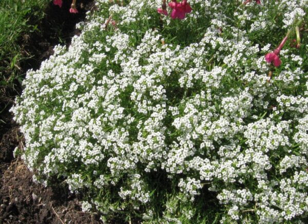 Wonderland White Alyssum