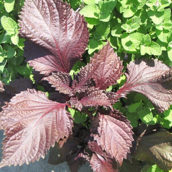 Purple Shiso Perilla