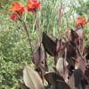 Tropicana black canna