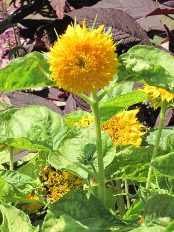 Teddy Bear Annual Sunflower