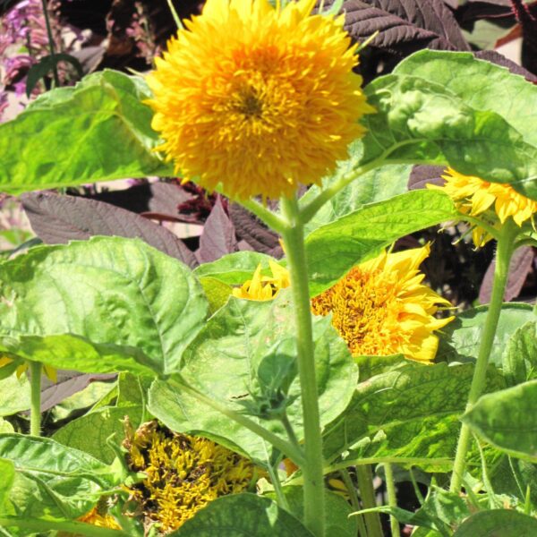 Teddy Bear Annual Sunflower