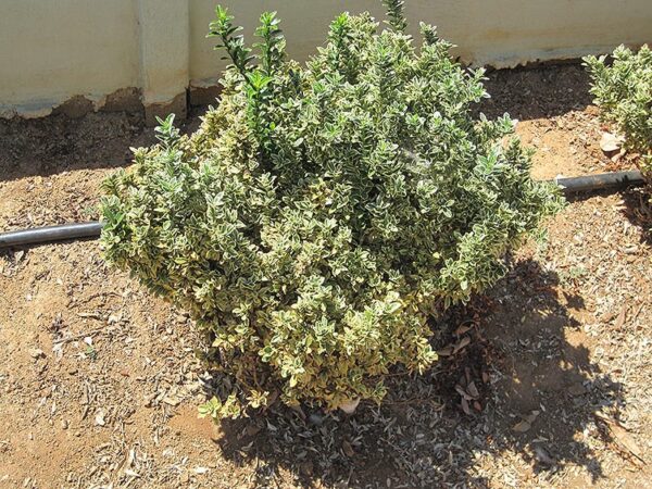 variegated boxleaf