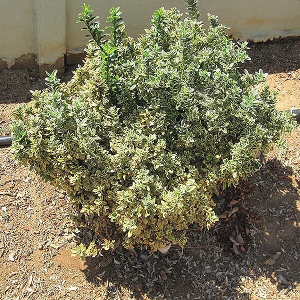 variegated boxleaf