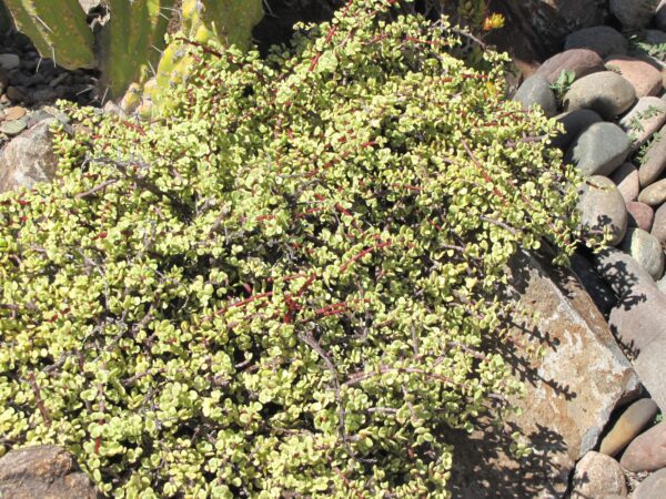 Variegated Elephant Food