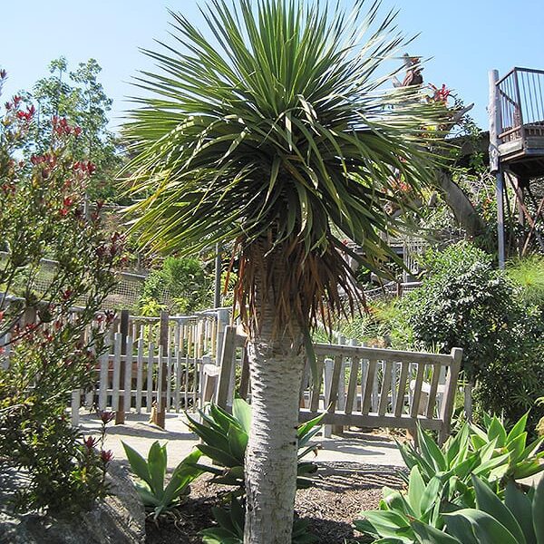 dragon tree