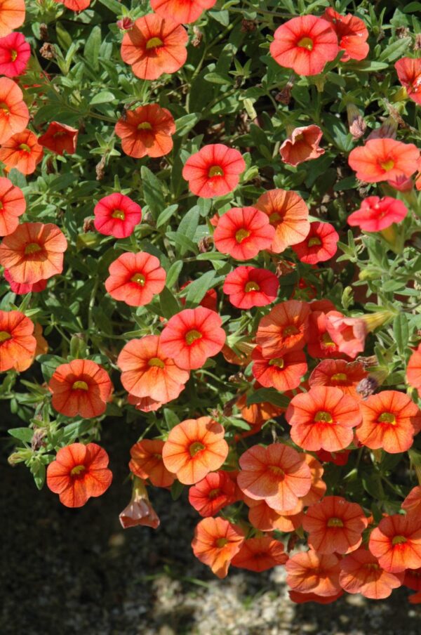 Superbells Dreamsicle Calibrachoa