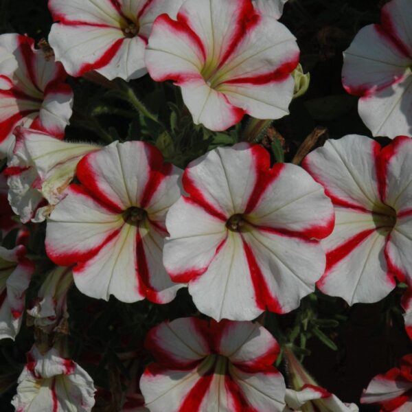 Crazytunia Cherry Cheesecake Petunia