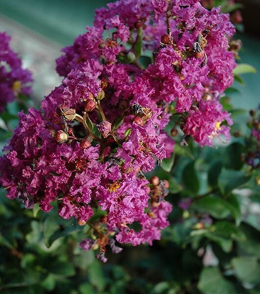 Purple Magic Crapemyrtle