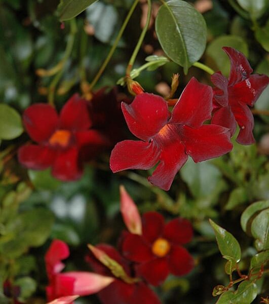 sun parasol pretty deep red