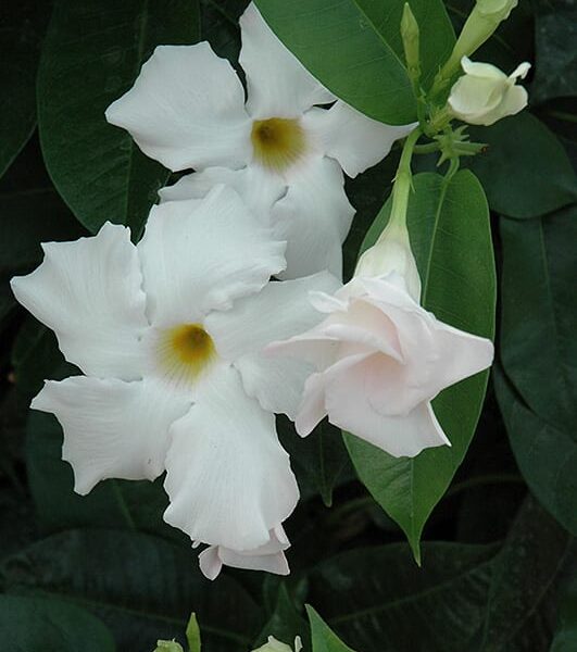 sun parasol giant white mandevilla