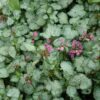 beacon silver spotted dead nettle