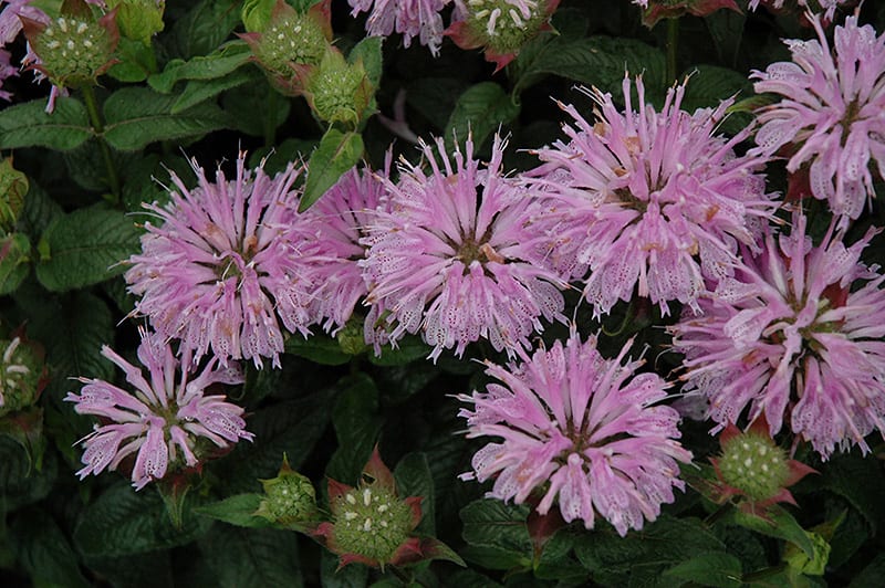 Image of Lilacs and Bee Balm plants