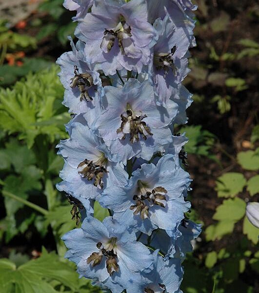 Blue Mirror Delphinium