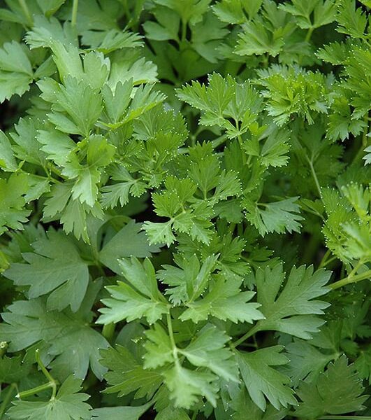 italian parsley