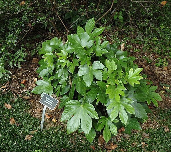 Japanese fatsia