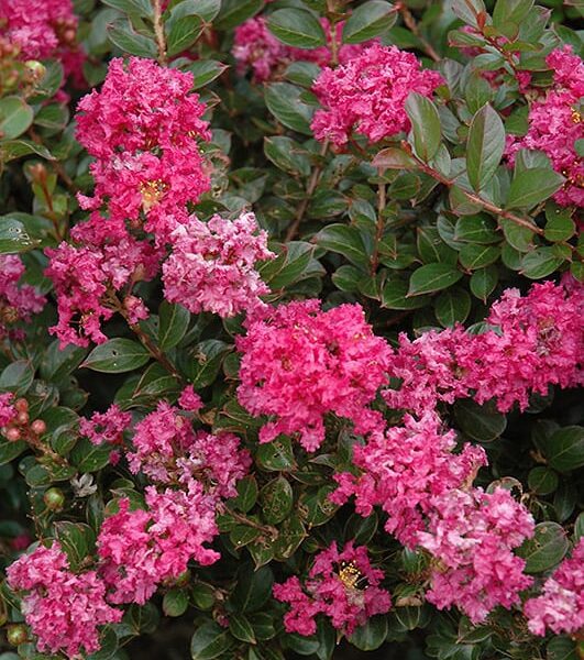 Pocomoke Crapemyrtle