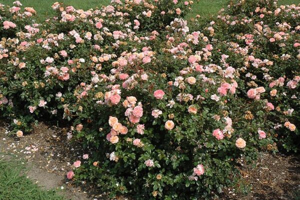 apricot drift rose