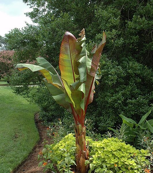 Red Banana