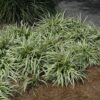 variegata lily turf