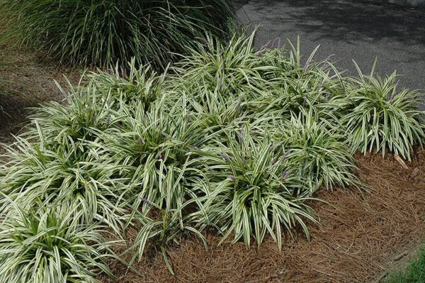 variegata lily turf