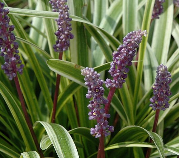 variegata lily turf