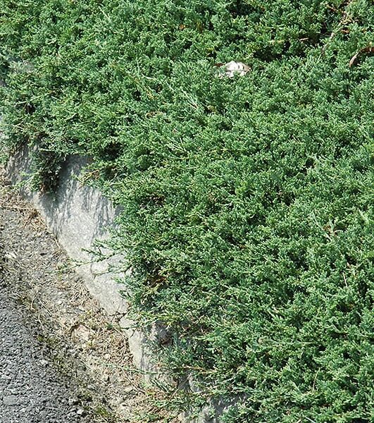 blue rug juniper