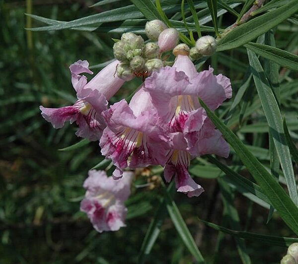 desert willow