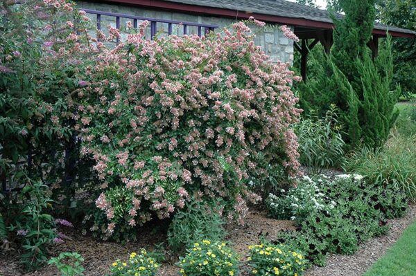 canyon creek abelia