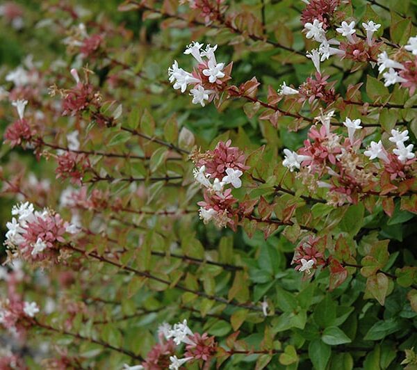 Rose Creek Abelia