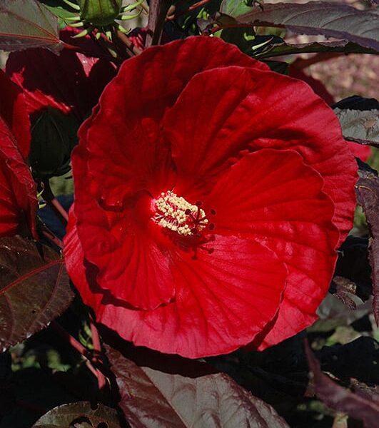 midnight marvel hibiscus