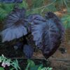 black coral elephant ear