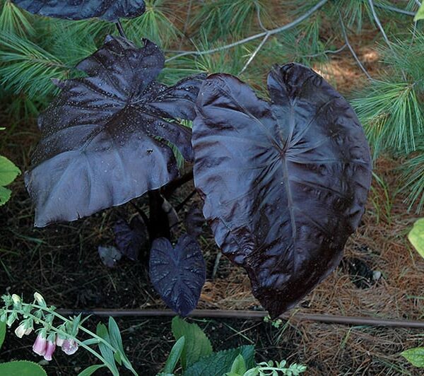 Black Coral Elephant Ear