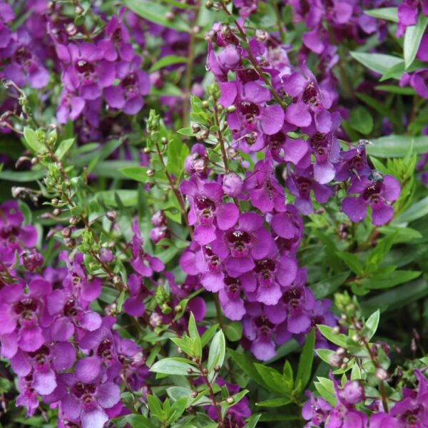 Archangel Dark Purple Angelonia image