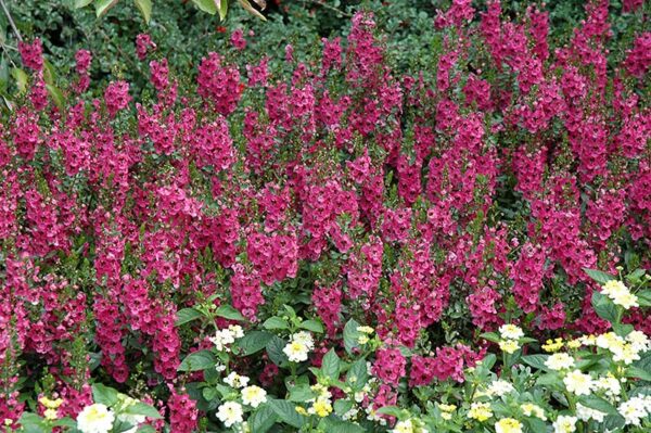 archangel dark rose angelonia