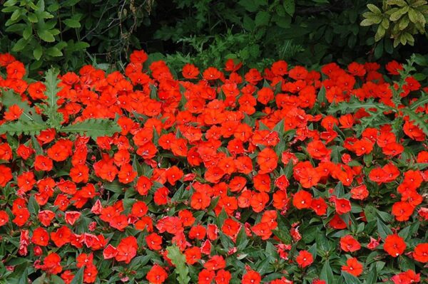 sunpatiens compact electric orange