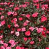 sunpatiens compact deep rose New Guinea impatiens