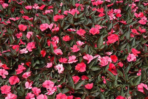 sunpatiens compact deep rose New Guinea impatiens