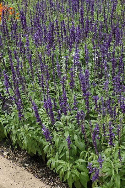 Victoria Blue Salvia | Calloway's Nursery