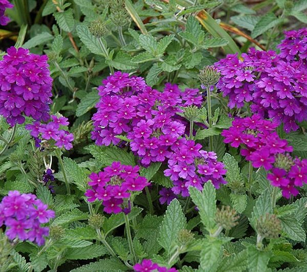 endurascape purple verbena