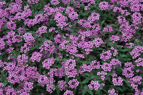 endurascape lavender verbena