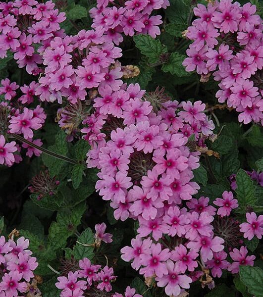 endurascape lavender verbena