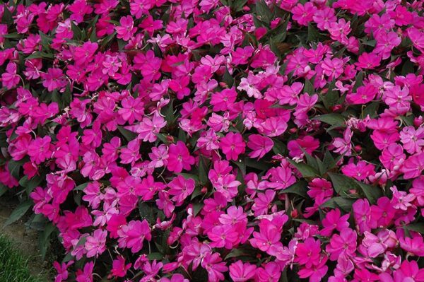 sunpatiens compact lilac New Guinea impatiens