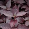 Purple Knight Alternanthera