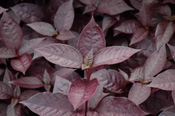 Purple Knight Alternanthera