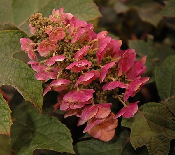 Ruby Slippers Hydrangea