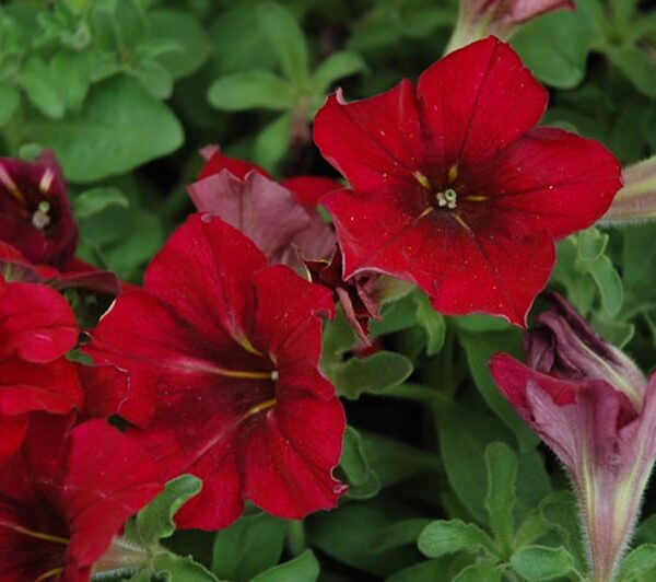 crazytunia mandevilla petunia