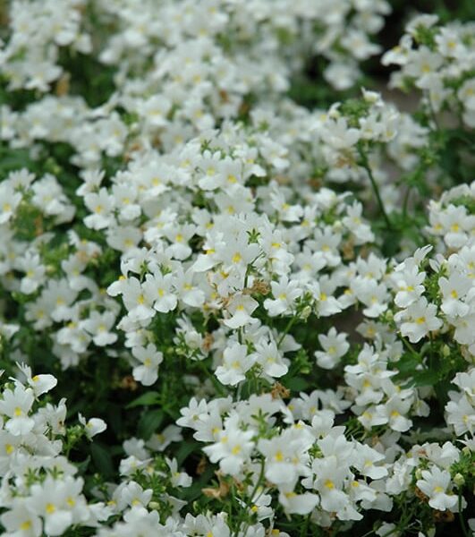 aromatic white nemesia